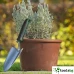 GARDEN BOSCH PTS - ГРАДИНСКА ЛОПАТКА ЗА ЗАСАЖДАНЕ GARDEN BOSCH PTS - ГРАДИНСКА ЛОПАТКА ЗА ЗАСАЖДАНЕ